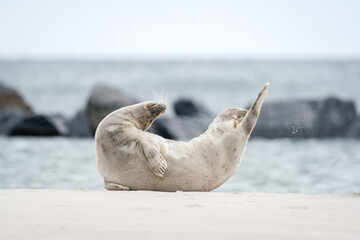 Wall Mural - The harbor  seal (Phoca vitulina) in Helgoland, Germany