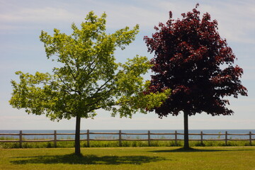 Wall Mural - Red Green plants and the shore