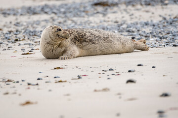 Wall Mural - The harbor seal (Phoca vitulina) in Helgoland, Germany