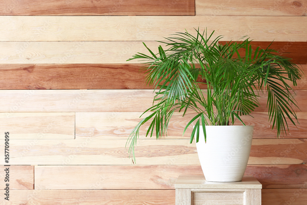 Green houseplant on table against wooden background