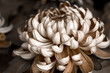 White chrysanthemum flower with sepia effect in closeup