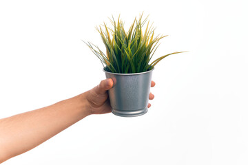 Hand of caucasian young man holding small plant pot over isolated white background