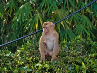 Poster - Closeup shot of rhesus macaque in the nature