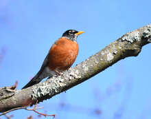 Close Up On American Robin On The Tree Branch