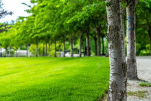 Lush Trees With White Barks And Abundant Leaves Along Road And Grassy Lawn