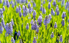 Blue Hyacinth Grape Flowers As A Good Spring Background.