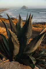 Wall Mural - close up of coastal cactus plant