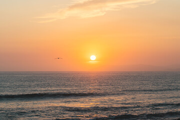 Wall Mural - bird flying over sea during sunset