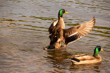 duck on the water landing