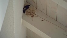 Dirty Place Under A Wooden House Roof Where Two Swallows Try To Install A Nest At Springtime.