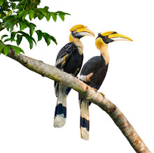 The Great Hornbill Male And Female On Branch On White Background.