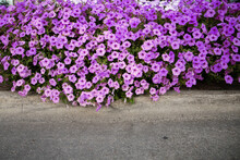 Spring Petunias Blooming In A Landscaped Yard