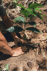 Poster - Young coffee trees are planted under the shade of large trees