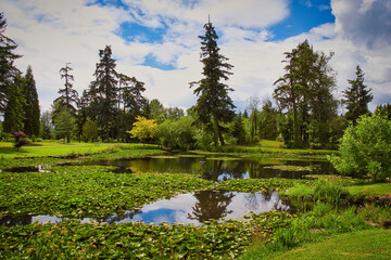 Poster - 020-06-14 A CITY PARK WITH A POND WITH WATER LILLIES AND A REFLECTION OF THE SURROUNDING FOLIAGE