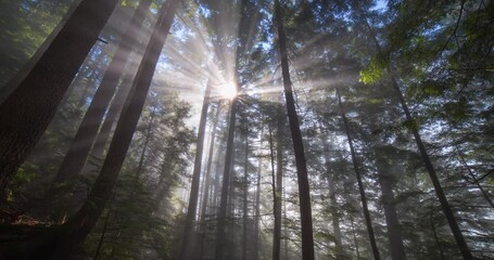 Wall Mural - Lockdown time lapse shot of sun rays through tree trunks in forest - Tofino, Canada