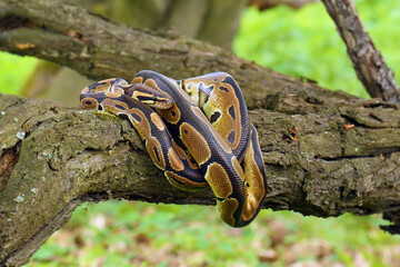 Poster - The Royal python (Python regius), also called the ball python lying twisted on a dry branch with a green background.Small African python in the forest.