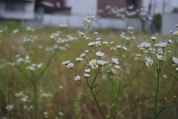 Many Himejoon, white field flowers that bloomed in the vacant lot 2
空き地に咲いた沢山のヒメジョオン、白い野の花