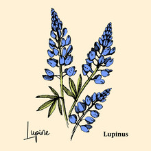 Hand Drawn Sketch Botanical Wildflower Background. Vector Illustration Of Medical Herb. Lupine Flower
