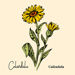 Wall Mural - Hand drawn sketch botanical wildflower background. Vector illustration of medical herb. Calendula flower