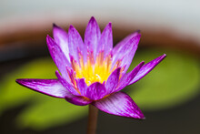 Beautiful Purple Water Lilly Or Lotus On Water