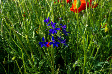 Sticker - red poppies and vegetation on the green plain