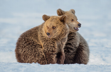 Wall Mural - Bear cubs in winter forest. Wild nature, natural habitat. Brown bear, Scientific name: Ursus Arctos Arctos.