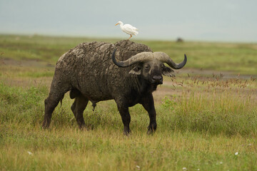 african water buffalo serengeti - syncerus caffer big five safari