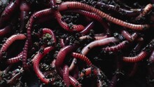 A Group Of Earthworms Or Earthworms Close Up In A Greenhouse Of Chernozem. Red Worms For Fishing Or Composting Bait. Process Plant Waste Into A Rich Soil And Fertilizer Improver.