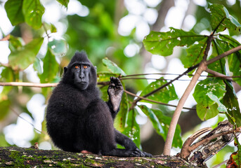 Poster - The Celebes crested macaque on the tree. Crested black macaque, Sulawesi crested macaque, Sulawesi macaque or the black ape. Wild Nature, Natural habitat. Sulawesi Island. Indonesia.