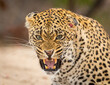 One adult leopard head shot snarling looking at camera in Kruger Park South Africa