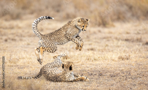 Two young Cheetah cubs playing in Ndutu Tanzania Tableau sur Toile
