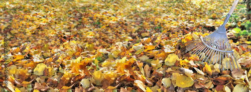 Cuadros en Lienzo panoramic view on golden leaf on the ground in a garden and rake on the right
