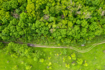 Wall Mural - green forest, view from above