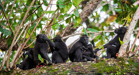 Wall Mural - family of macaques on the tree. the celebes crested macaques on the branch of the tree. crested blac