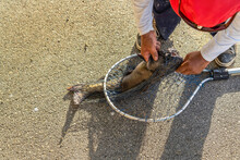 Sunny Day View Of A Gray Fish Caught By A Fisherman With A Scoop Fishing Net