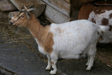 White Brown House Goat With Short Horns And Typical Short Legs, In The Stable
