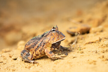 Wall Mural - Closeup head of Argentine horned frog (Ceratophrys ornata), also known as the Argentine wide-mouthed frog or the ornate pacman frog