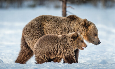 Wall Mural - she-bear and bear cub walking on the snow in winter forest. wild nature, natural habitat. brown bear