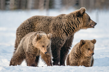 Wall Mural - she-bear and bear cubs on the snow in winter forest. wild nature, natural habitat. brown bear, scien