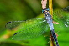 Dragonfly, Tropical Rainforest, Marino Ballena National Park, Uvita De Osa, Puntarenas, Costa Rica, Central America, America