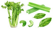 Set of frech celery with basil leaves watercolor illustration isolated on whitre background