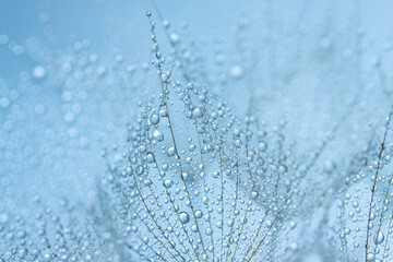  dandelion seeds in dew drops. macro. beautiful abstract background