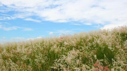 Wall Mural - The flowers bloom beautifully in the wind