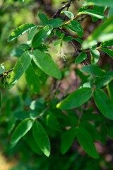 Sticker - Yellow blueberry flowers on a bush.