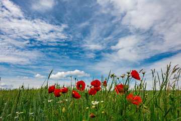 Red poppies in front of a green field and a blue, slightly cloudy sky