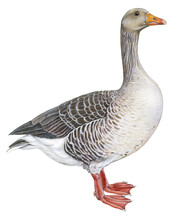 Realistic Illustration Of A Domestic Goose On White Background. Handmade, Watercolor.