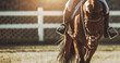 Equestrian Facility Horse Rider