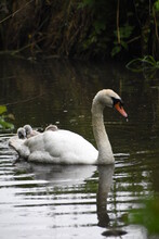 Baby Swans/cygnets Being Carried By Their Mother As She Swims On The River