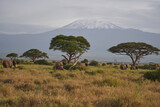 Fototapeta Sawanna -  Amboseli - Big Five Safari -Kilimanjaro African bush elephant Loxodonta africana