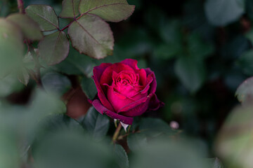 Beautiful red rose and natural green leaf on the garden. Natural, garden.